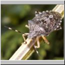 Rhaphigaster nebulosa - Graue Feldwanze 04.jpg